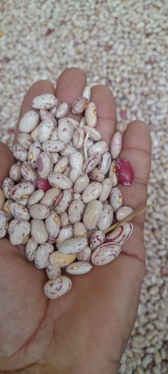 لوبیا چیتی|عمده‌فروشی|خان ببین, |دیوار
