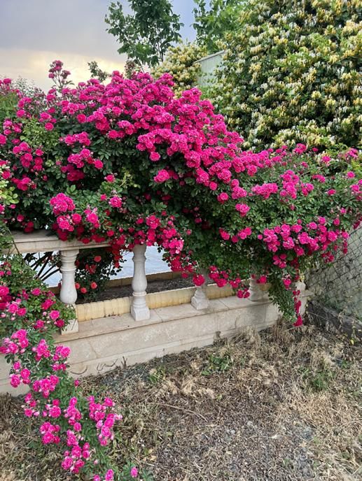 اجاره روزانه/هفتگی/ویلاباغ،سویت|اجارهٔ کوتاه‌مدت ویلا و باغ|سقز, |دیوار