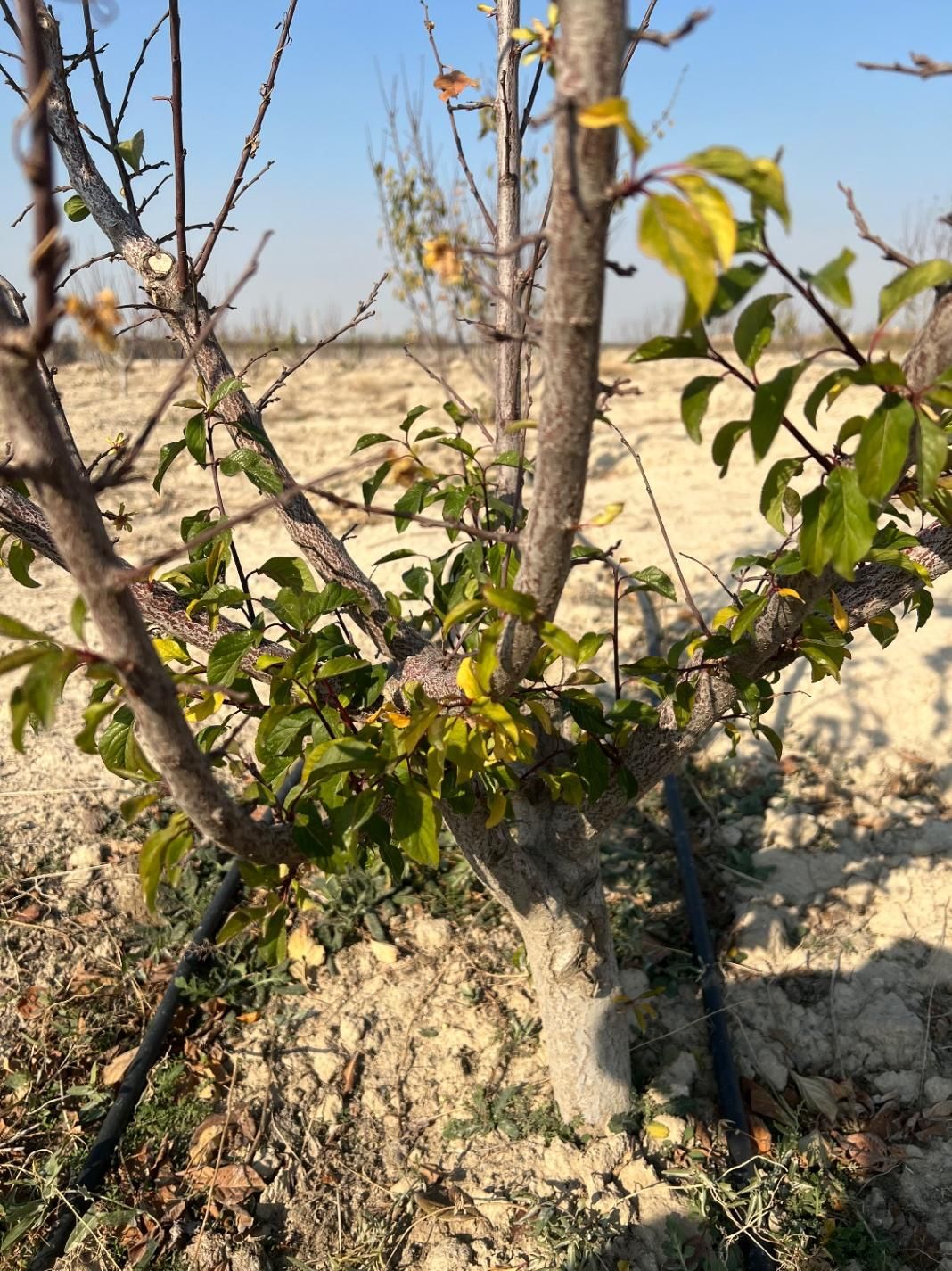 باغ وباغچه/۲۰۳متری/۴دیواری/آب،برق ۳فاز|فروش زمین و ملک کلنگی|تهران, باغ خزانه|دیوار