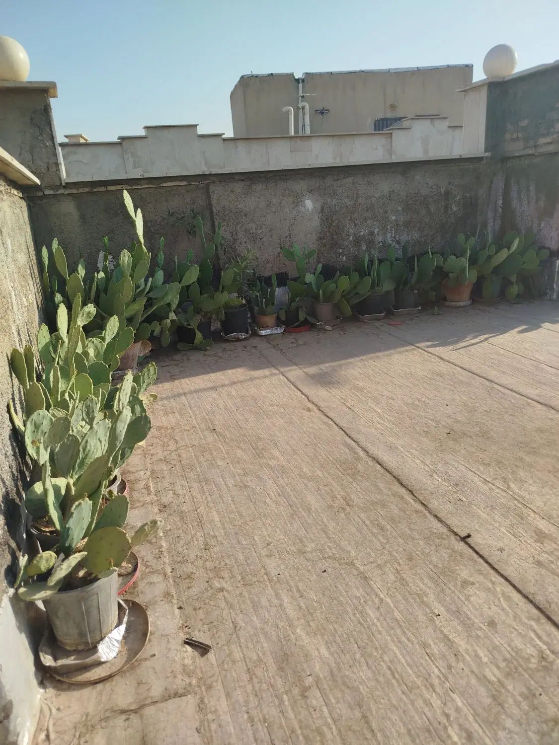 درخت کاکتوس|گل و گیاه طبیعی|تهران, امیریه|دیوار