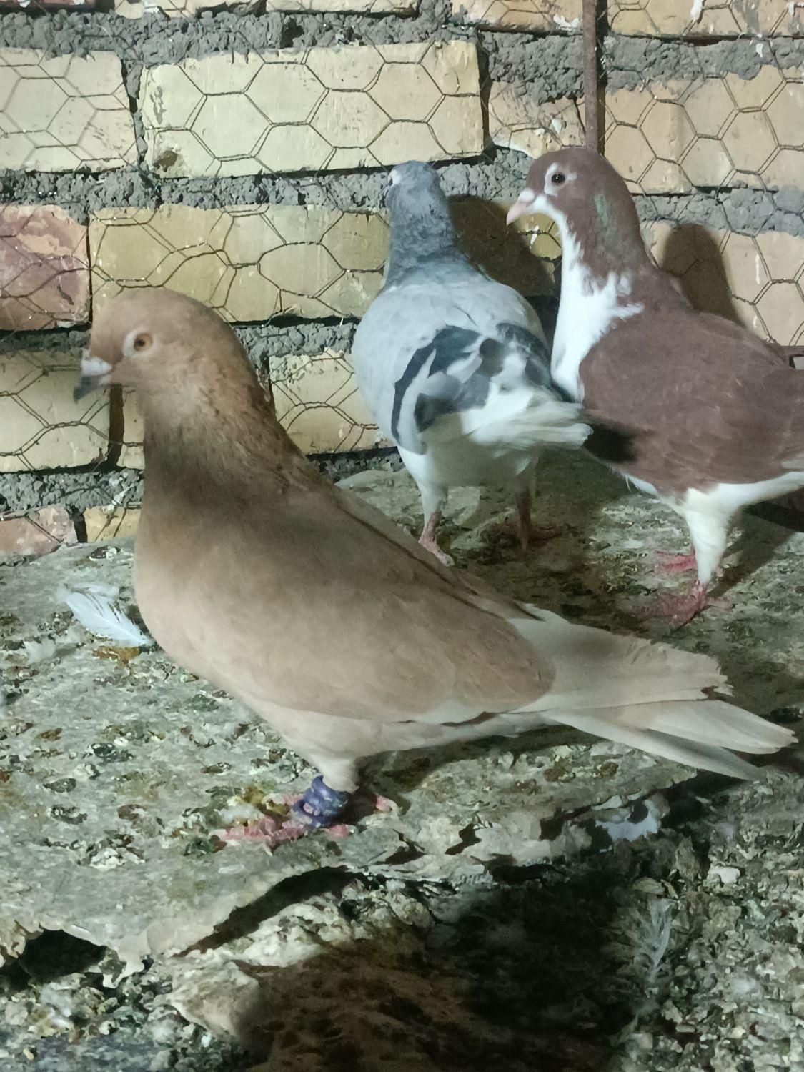گرفتنی باخرز|پرنده|تربت جام, بسیجیان|دیوار
