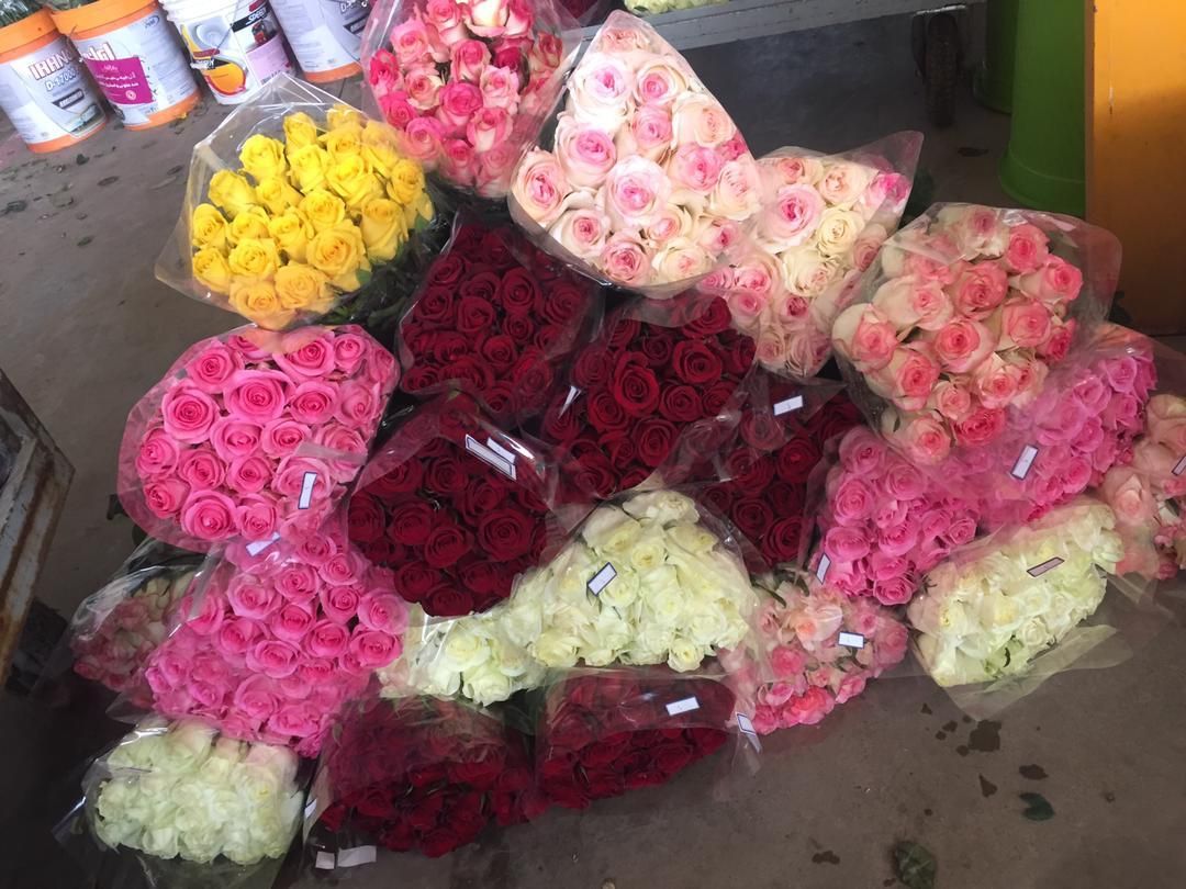 فروش گل رز هلندی شاخه بریده|گل و گیاه طبیعی|خمینی‌شهر, |دیوار