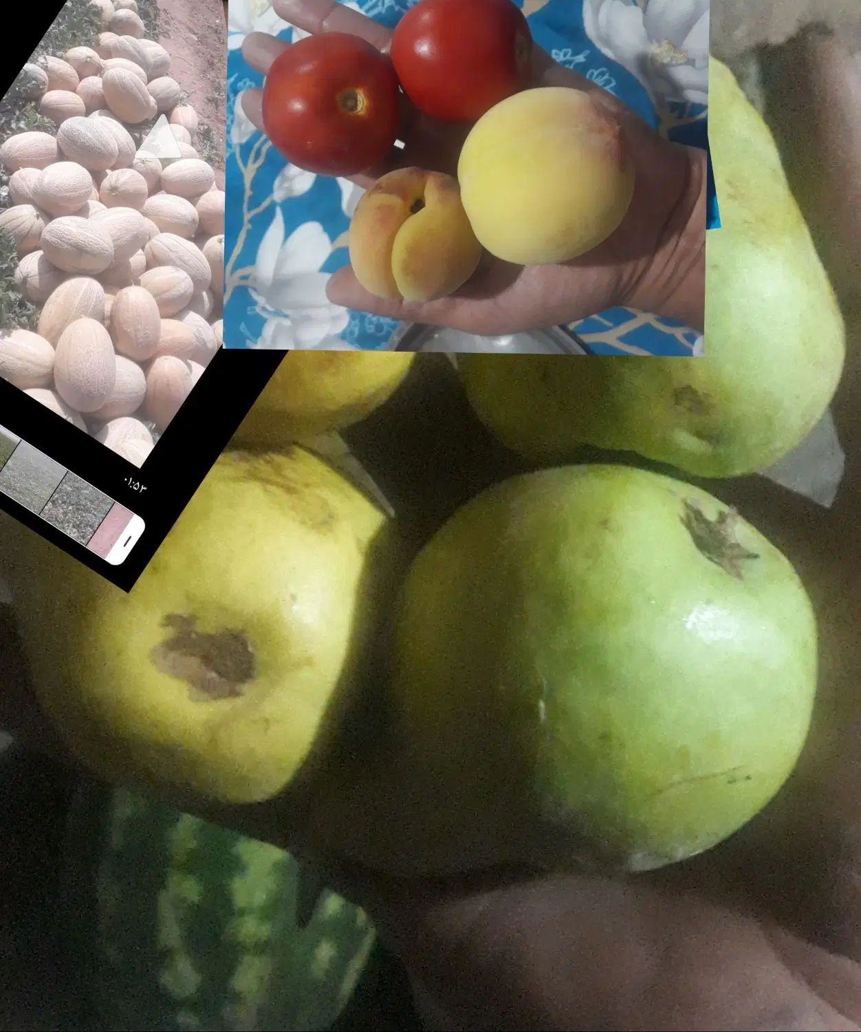 ۴۰نفر کارگر هستیم دنبال کارهستیم گوجه میوه لوبیا|خدمات باغبانی و درختکاری|تاکستان, |دیوار
