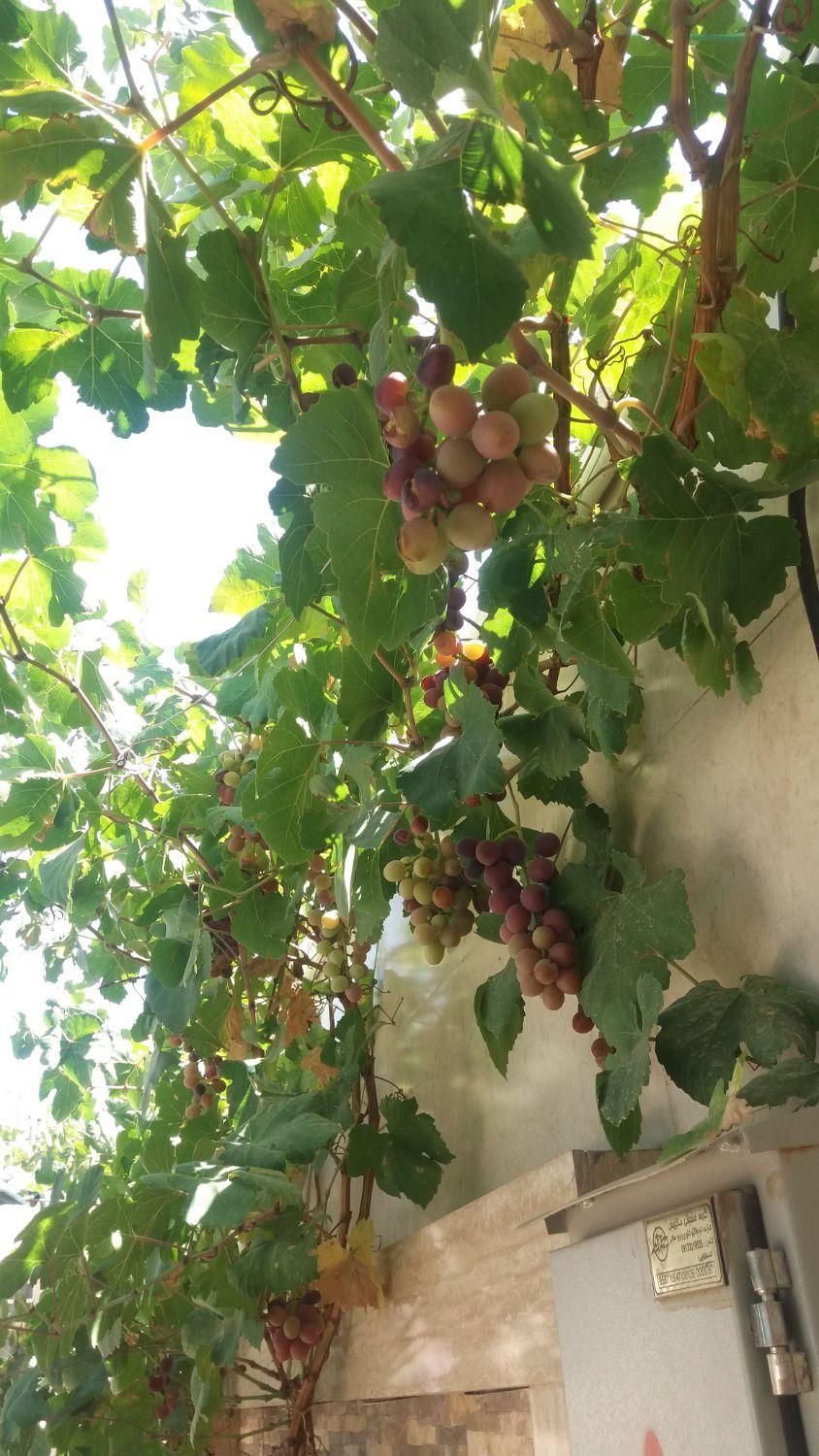 منزل ویلایی نجف‌آباد معاوضه با منزل ویلایی شوشتر|فروش خانه و ویلا|شوشتر, |دیوار