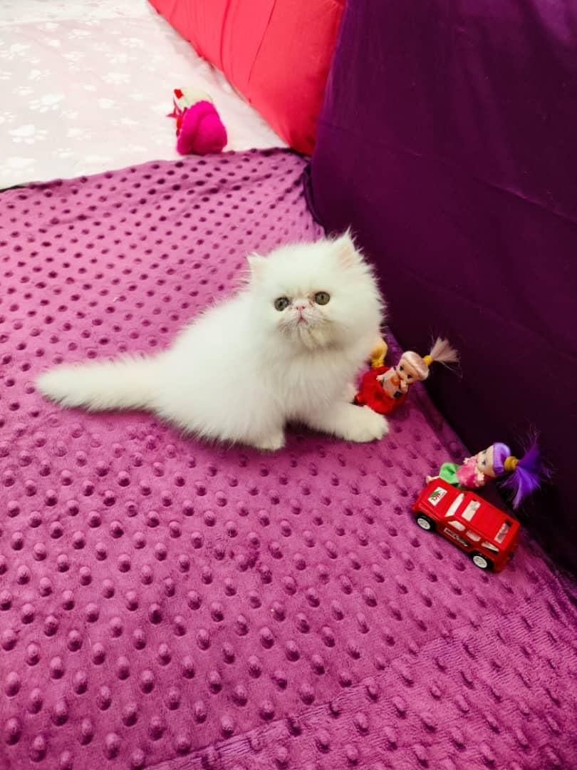 فروشگاه گربه ها ( پرشین / اسکاتیش /بریتیش) گوگولی|گربه|رشت, گلسار|دیوار