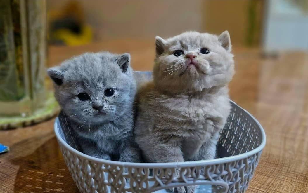 دنیای گربه های اصیل (پرشین بریتیش اسکاتیش رگدال)|گربه|اصفهان, جلفا|دیوار