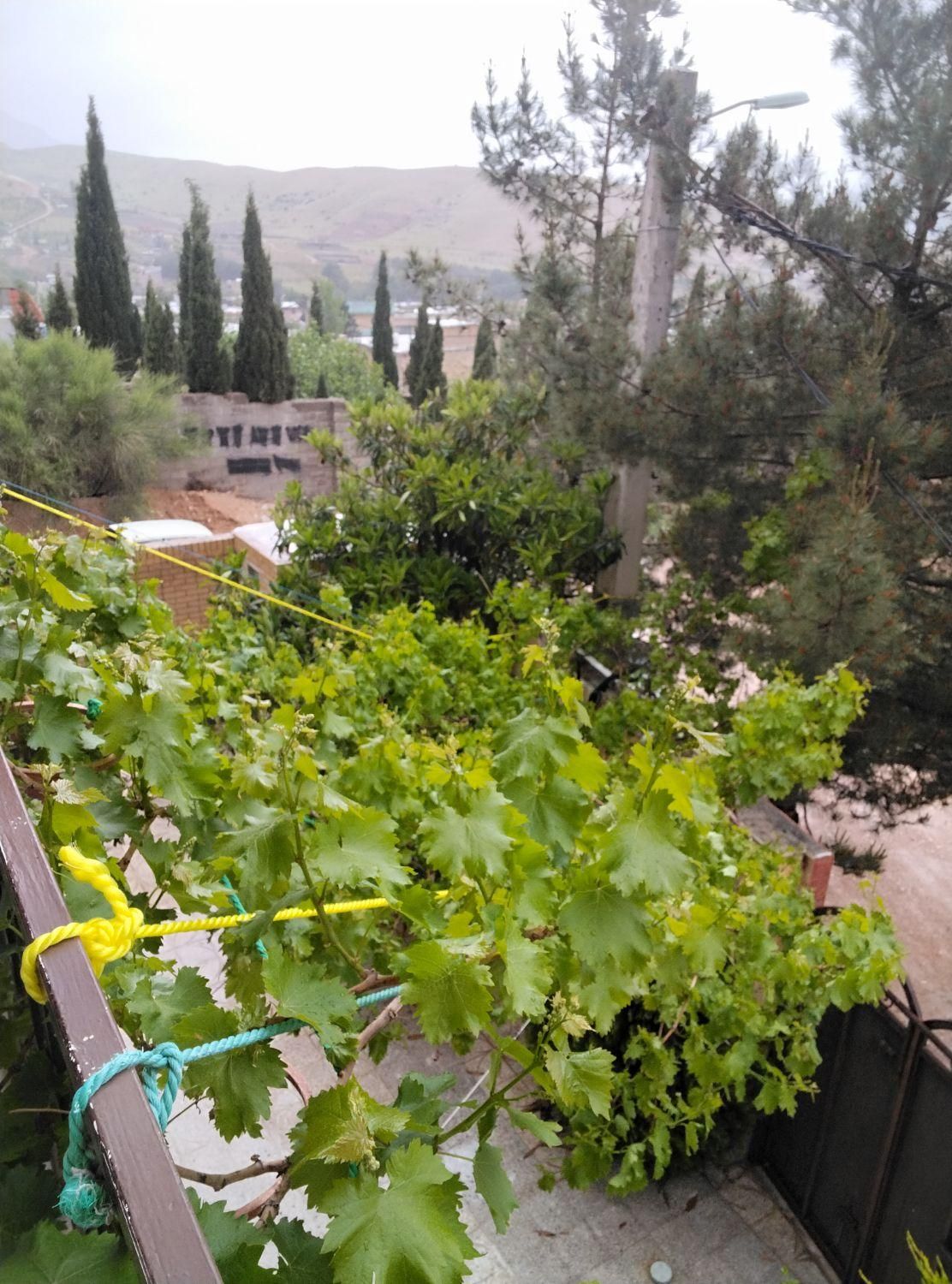 منزل مبله در بام قلات|اجارهٔ کوتاه‌مدت آپارتمان و سوئیت|شیراز, گویم|دیوار