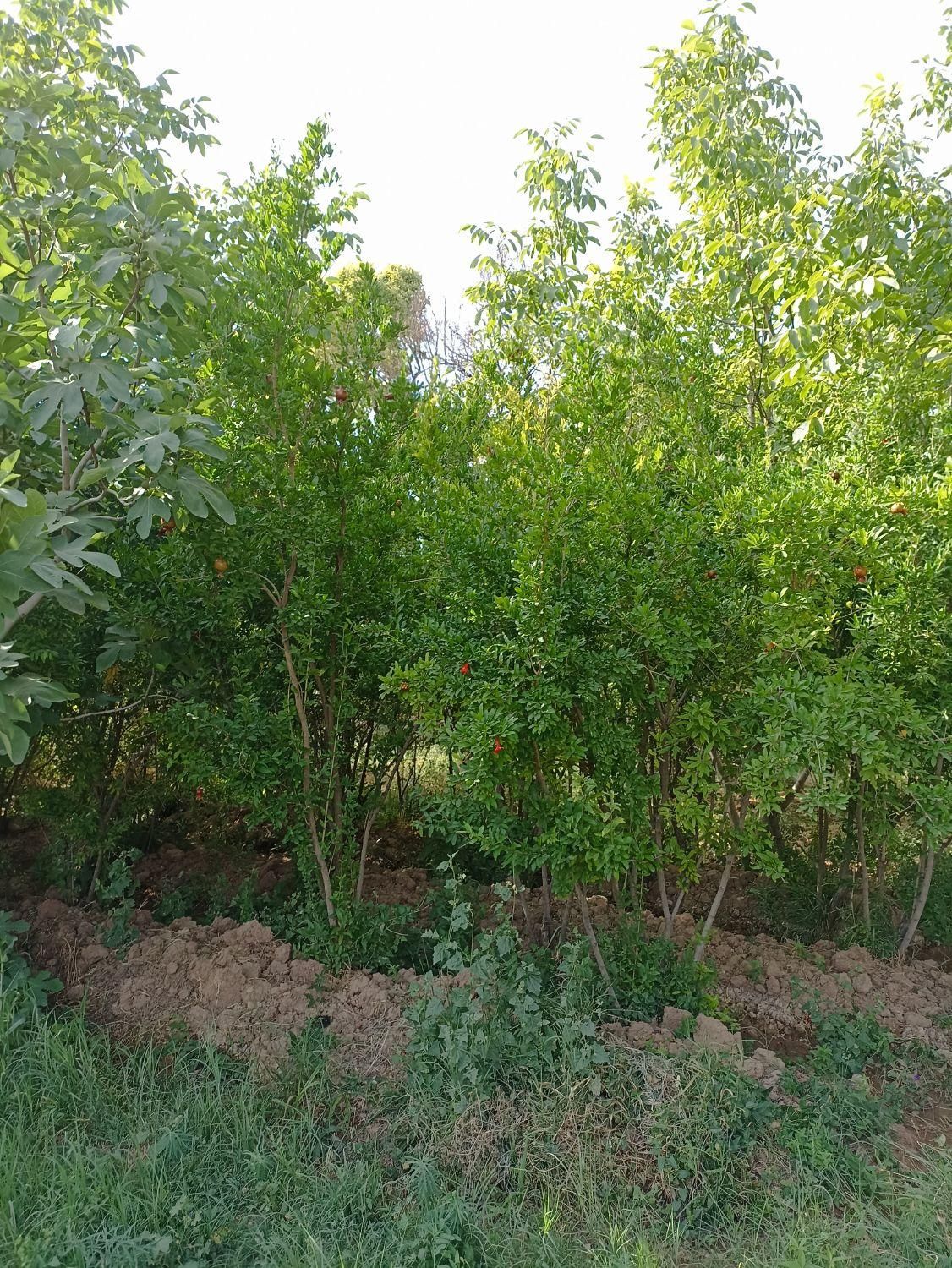 باغ ویلای سرسبز به متراژ 3900 متر غرق آباد نوبران|فروش خانه و ویلا|قم, صفائیه|دیوار