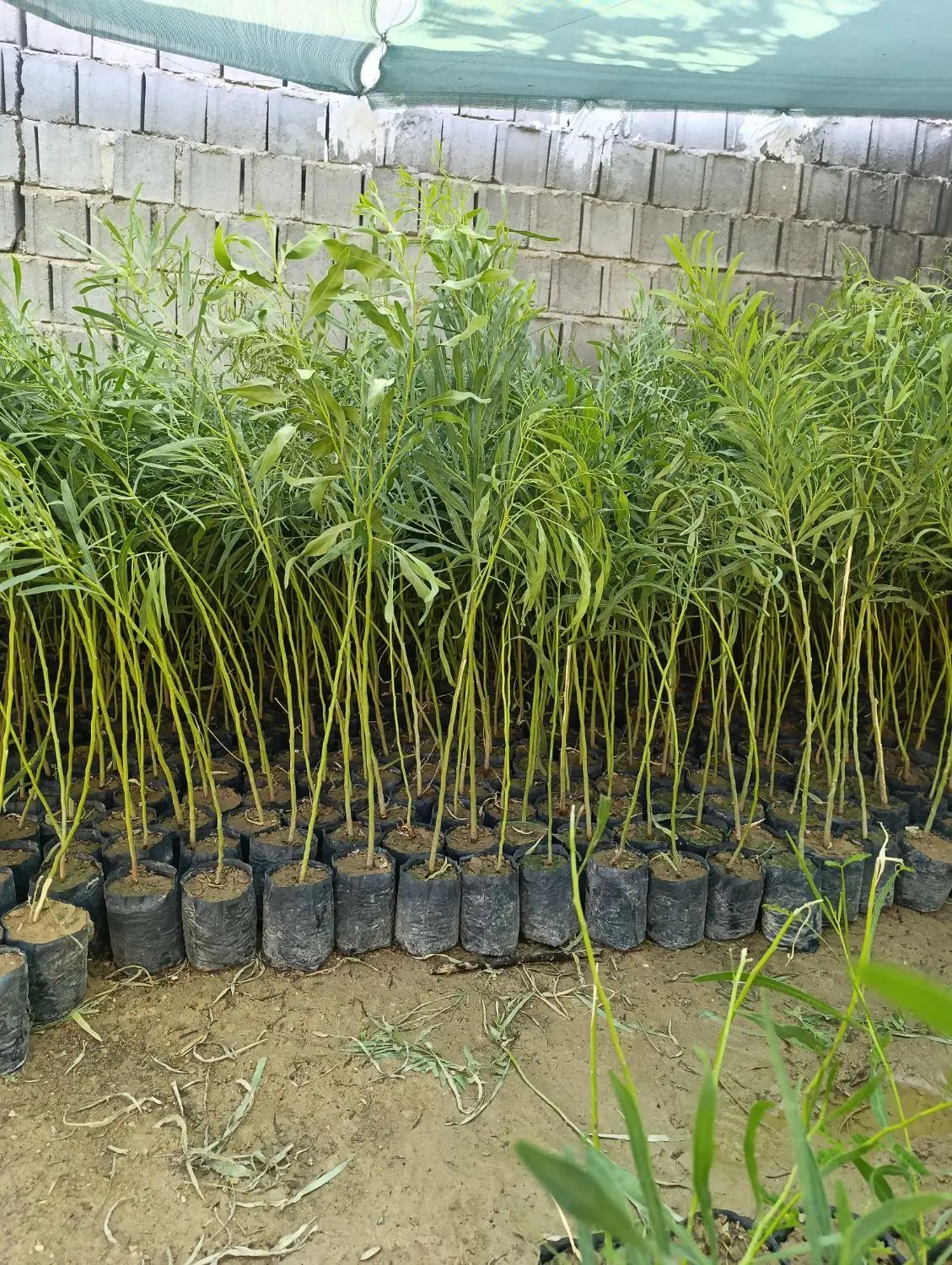نهال اکاسیاه (بیدسیاه‌‌)۲۰تومن اکالیپتوس چوب سیاه|خدمات باغبانی و درختکاری|جهرم, |دیوار