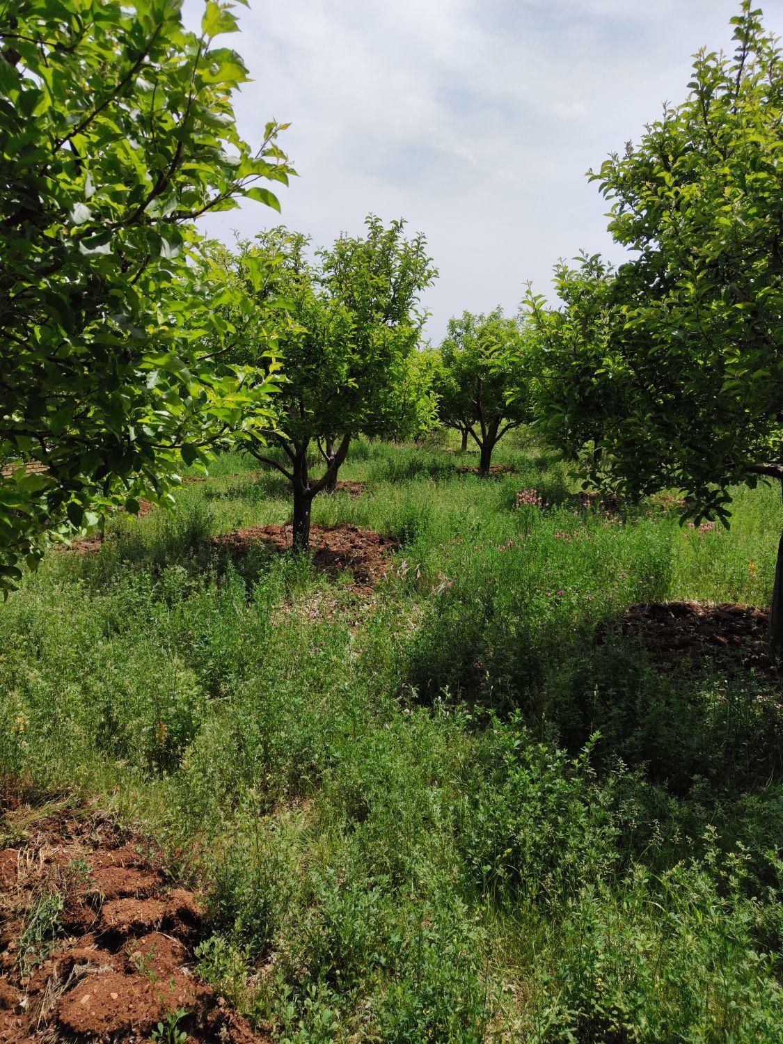 فروش باغ میوه 1050 متری در باغات روستای سیوان|فروش زمین و ملک کلنگی|مرند, |دیوار