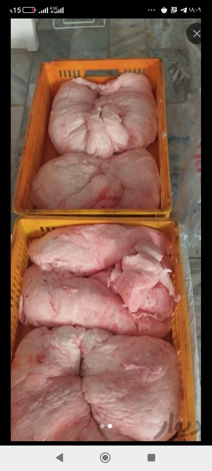 دنبه بره تازه وتمیز|خوردنی و آشامیدنی|قم, زند آباد|دیوار