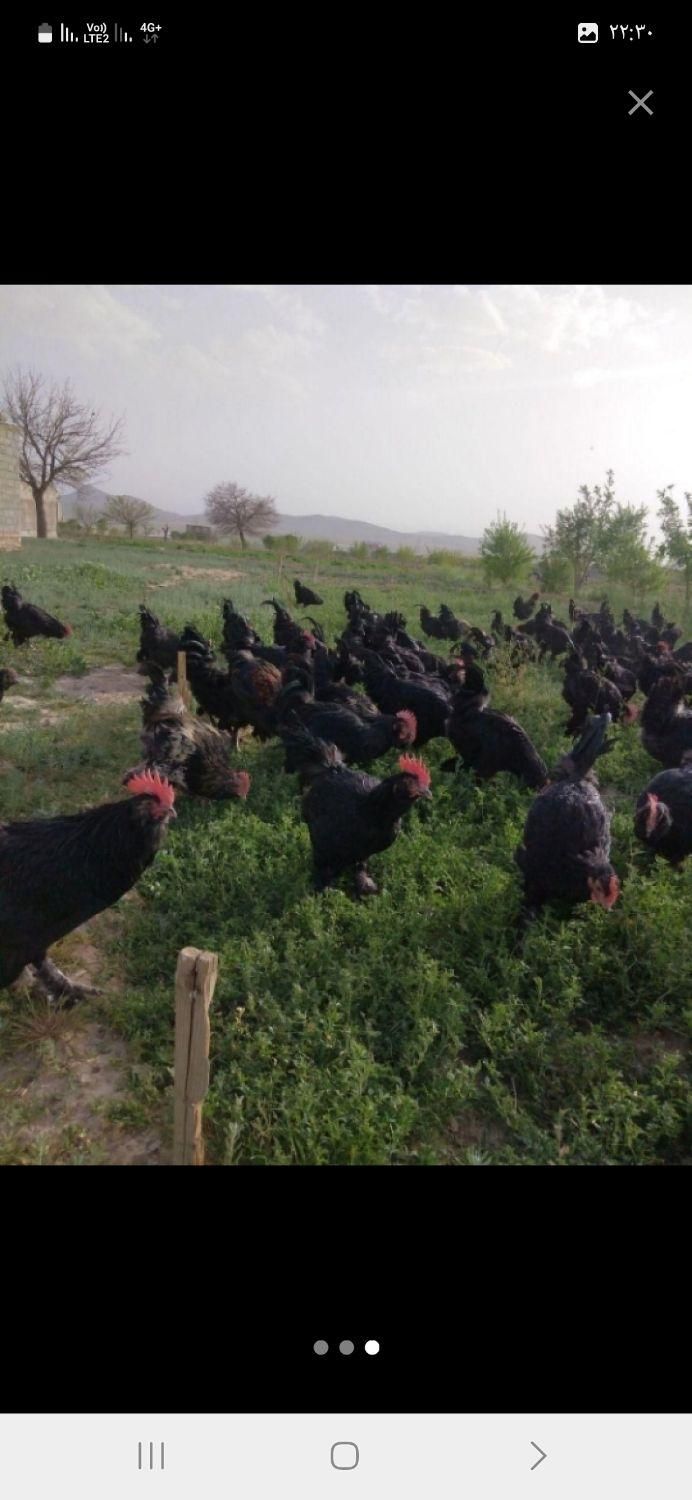 انواع مرغ و خروس سیاه وسفید ماشینی زنده جهت قربانی|حیوانات مزرعه|کرج, گلشهر|دیوار