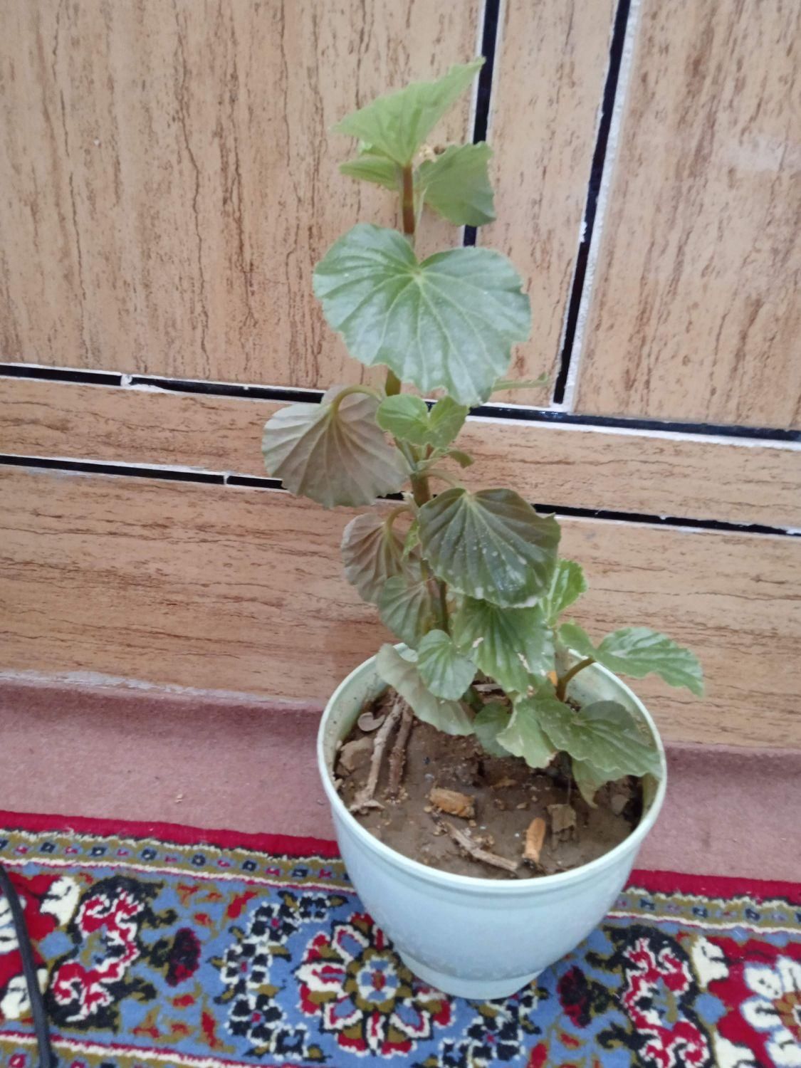 دو عدد گل نخل و عروس|گل و گیاه طبیعی|ایذه, |دیوار