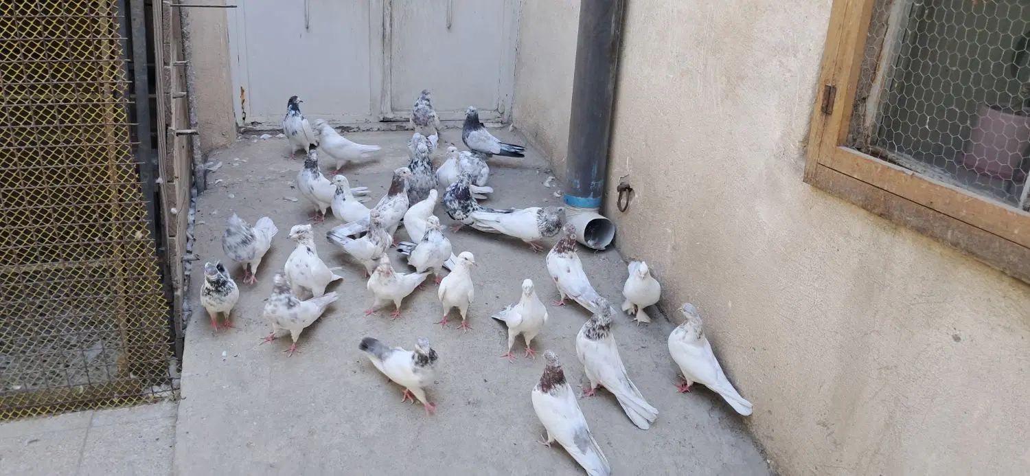 کفتر|پرنده|تهران, جوادیه|دیوار