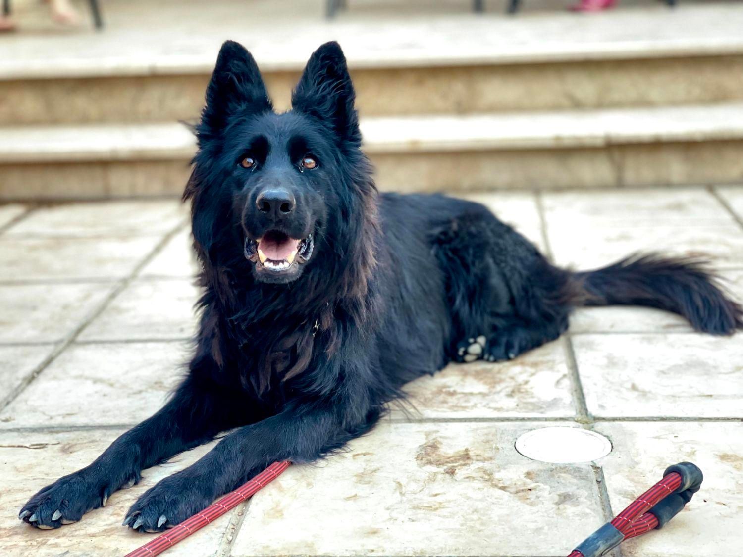 توله ژرمن اصیل|سگ|مشهد, امیریه|دیوار