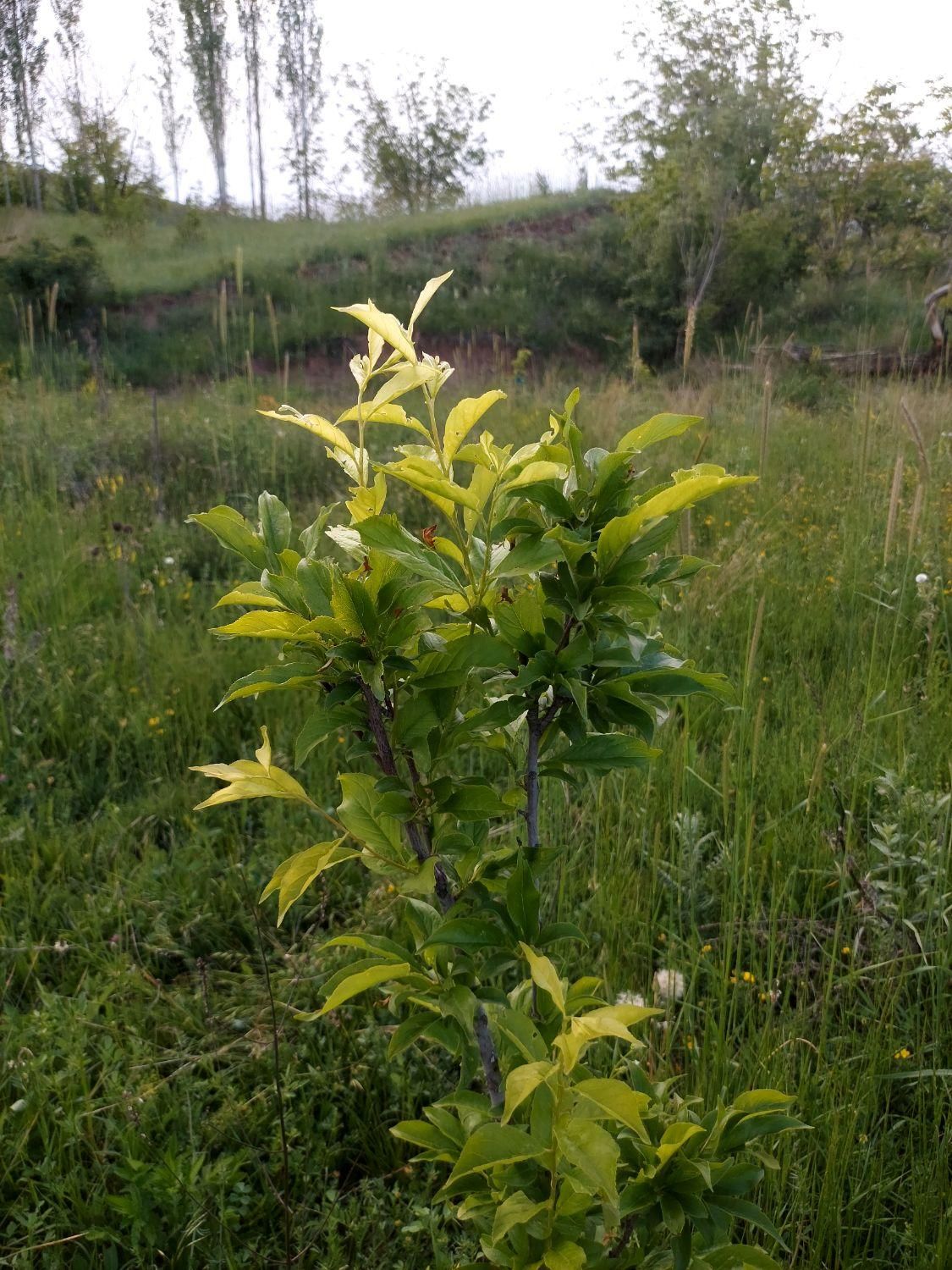 زمین باغچه ای در طالقان معاوضه با خودرو هم دارم|فروش زمین و ملک کلنگی|طالقان, |دیوار
