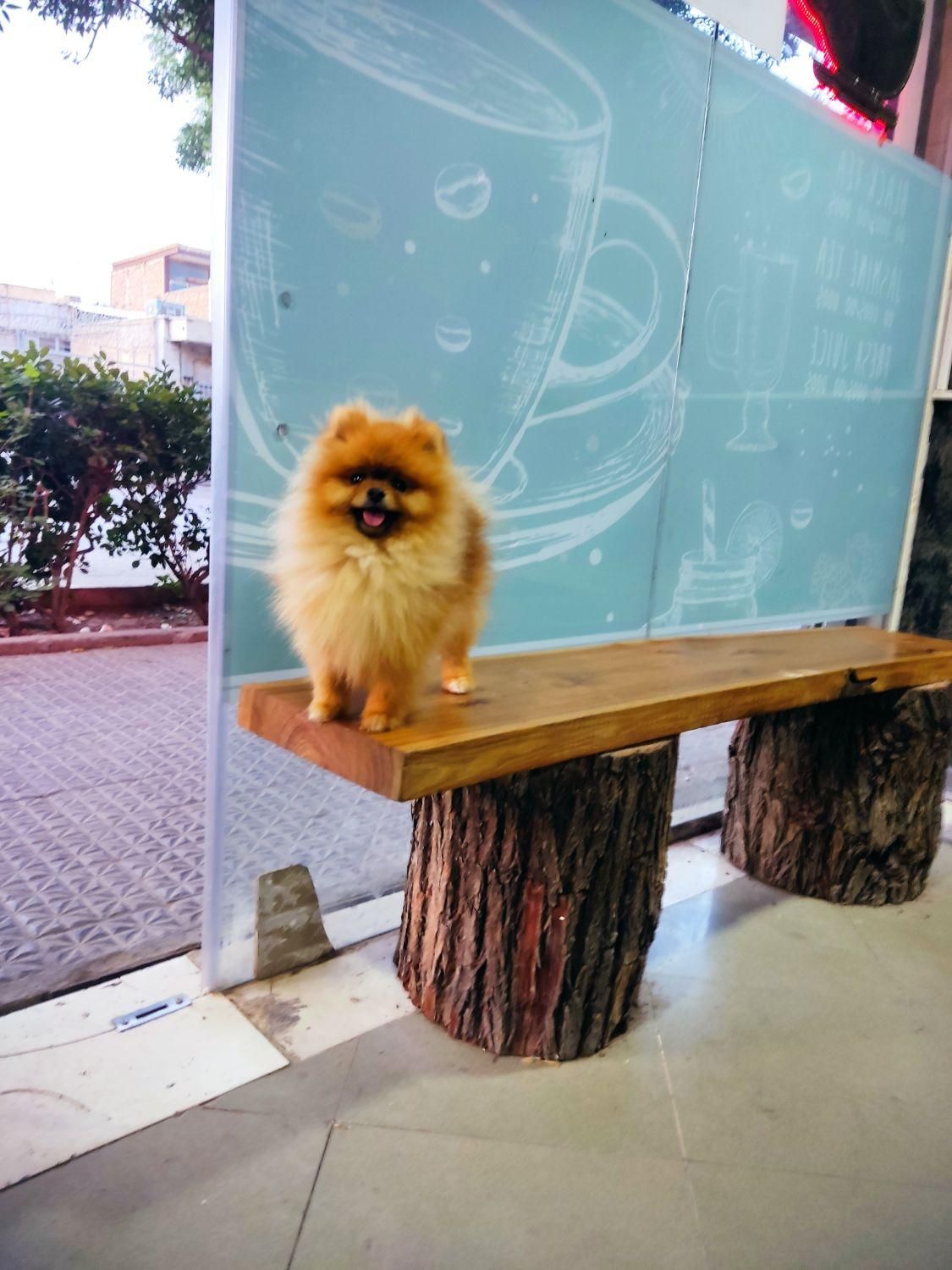 پامر خرسی نر وارداتی|سگ|اصفهان, خانه اصفهان|دیوار