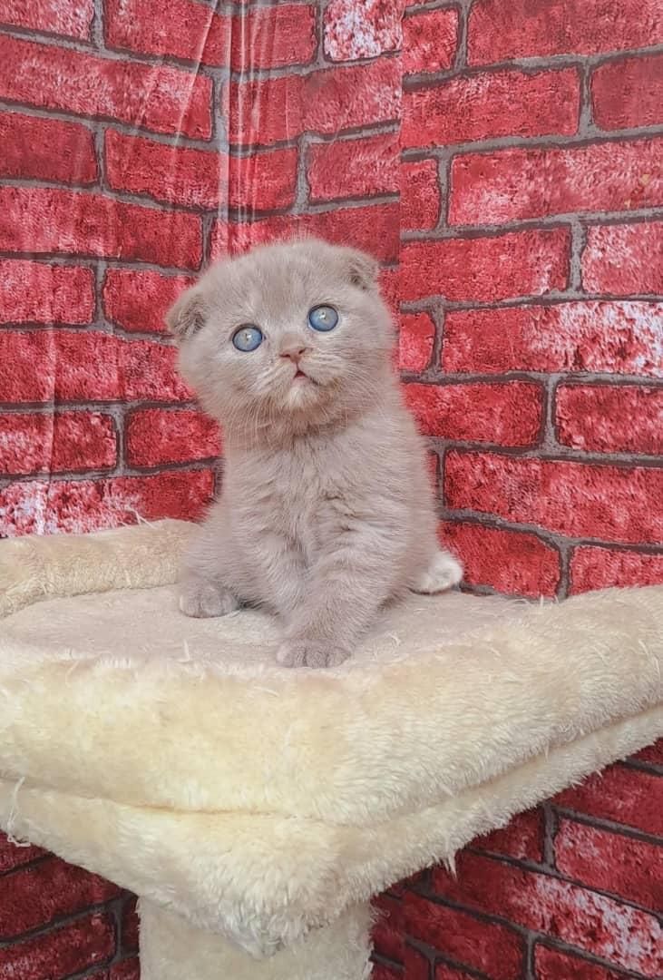 میوهاپ/ شهر گربههای اشرافی|گربه|رشت, گلسار|دیوار