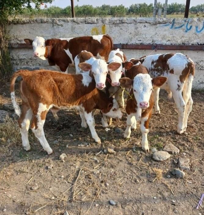 واسه خریدگوساله درارتباط باشین۲۴ساعته پاسخگوهستم|حیوانات مزرعه|یاسوج, |دیوار