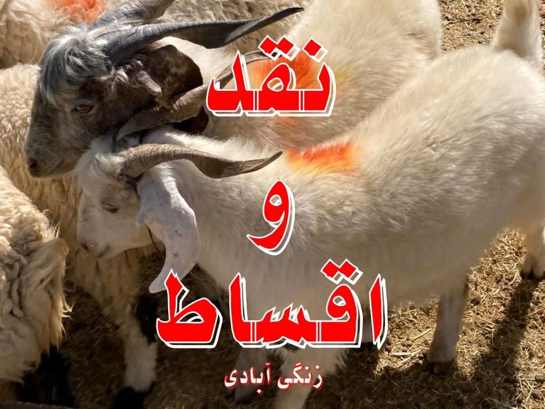 انواع گوسفند محلی چاق ( دام زنده ) + قصاب|حیوانات مزرعه|کرمان, |دیوار