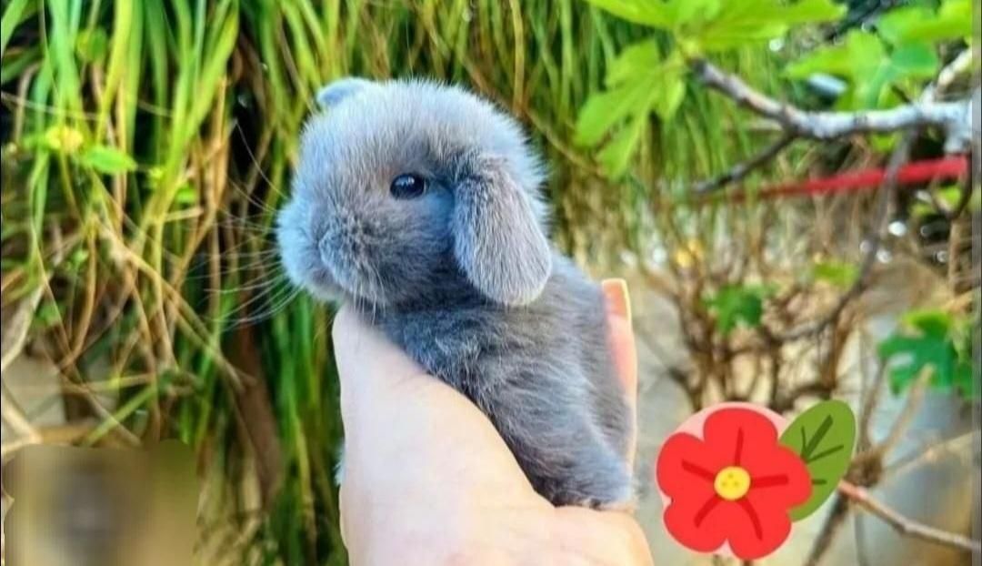 چشم اشکی اندازه کف دست|موش و خرگوش|اصفهان, احمدآباد|دیوار