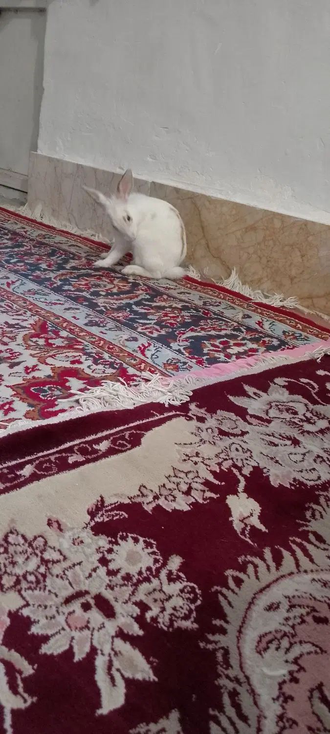 خرگوش|موش و خرگوش|مشهد, طبرسی شمالی|دیوار
