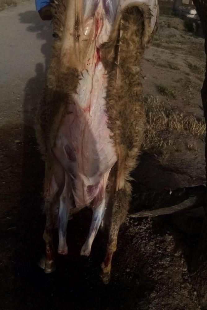 سلاخ قصاب سیار با امکانات مرادی|خدمات پذیرایی، مراسم|اراک, |دیوار