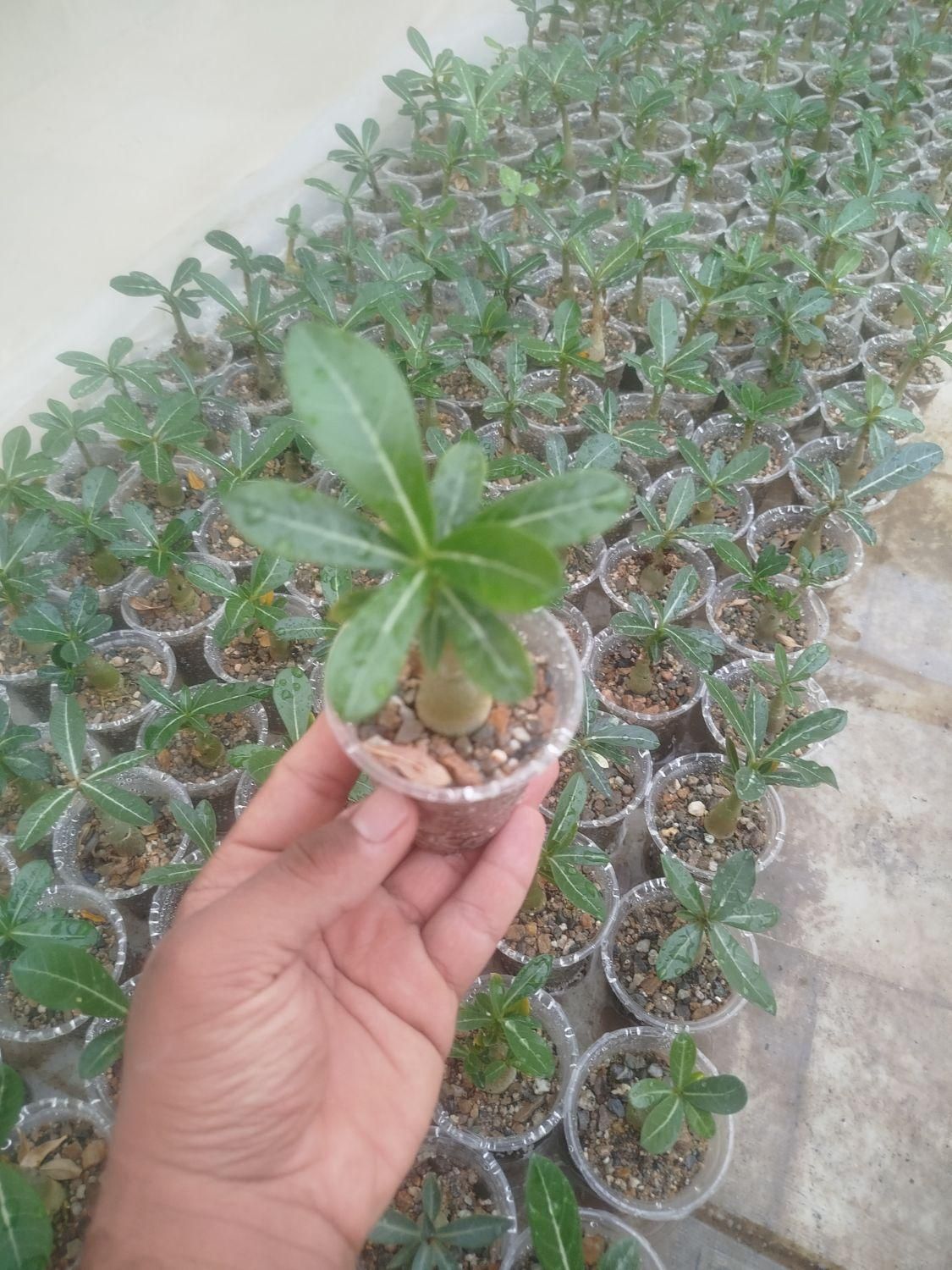 آدنیوم سایز ۶و ۸ قلمه پتوس ارتشی بونسای و کاکتوس|گل و گیاه طبیعی|یزد, |دیوار