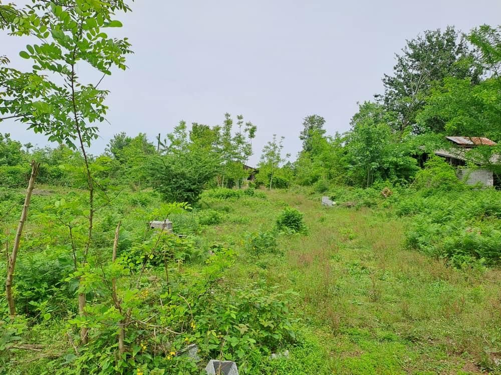 زمین 8000 متری لاهیجان ویو ابدی مناسب گلخانه|فروش زمین و ملک کلنگی|لاهیجان, آهندان|دیوار