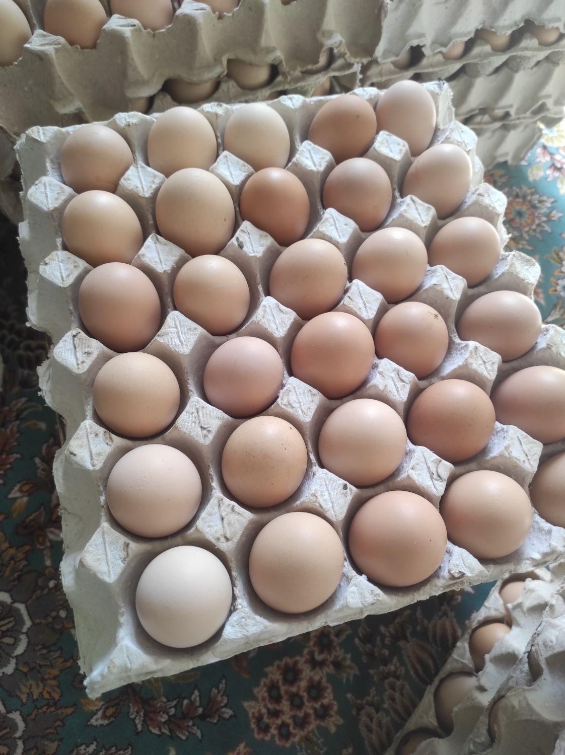 تخم مرغ بومی گلپا|خوردنی و آشامیدنی|اصفهان, احمدآباد|دیوار