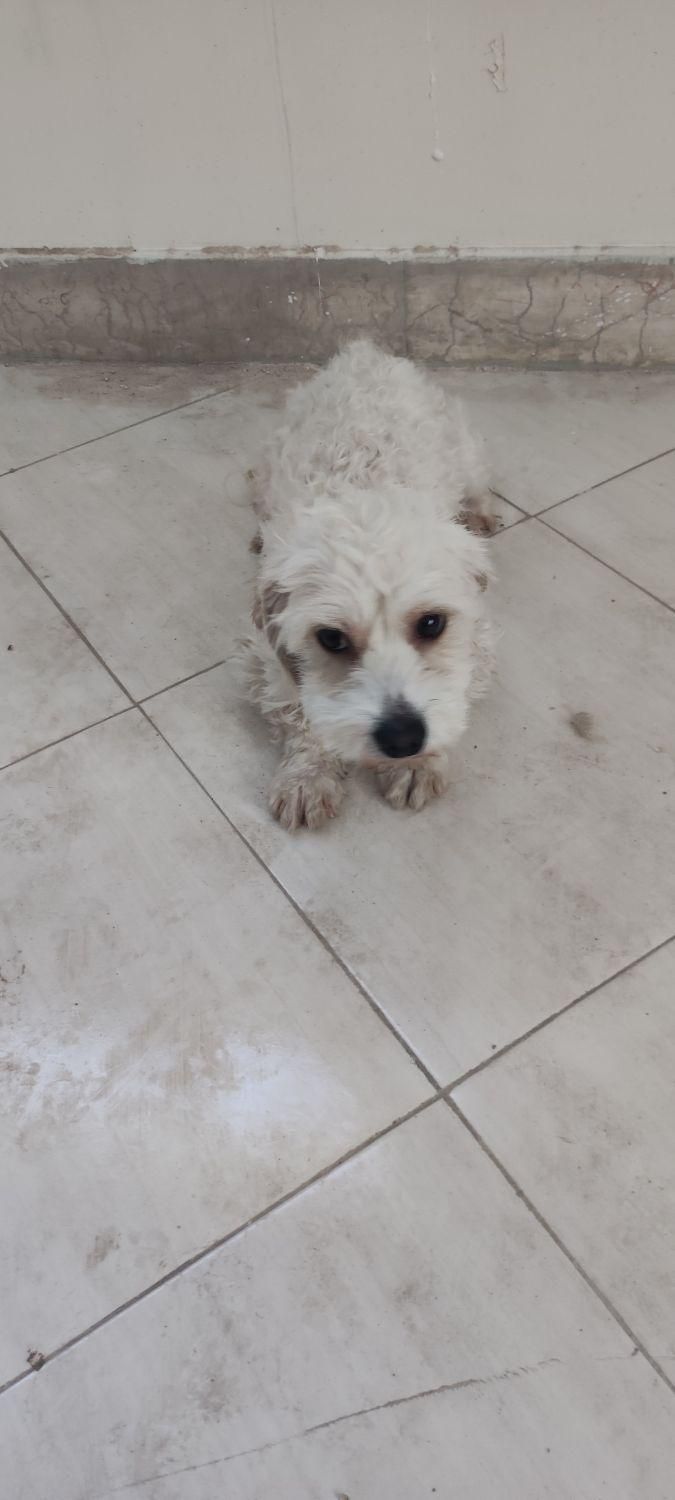 سگ پاپی شیتزو اشپیتز|سگ|اصفهان, باغ فدک|دیوار