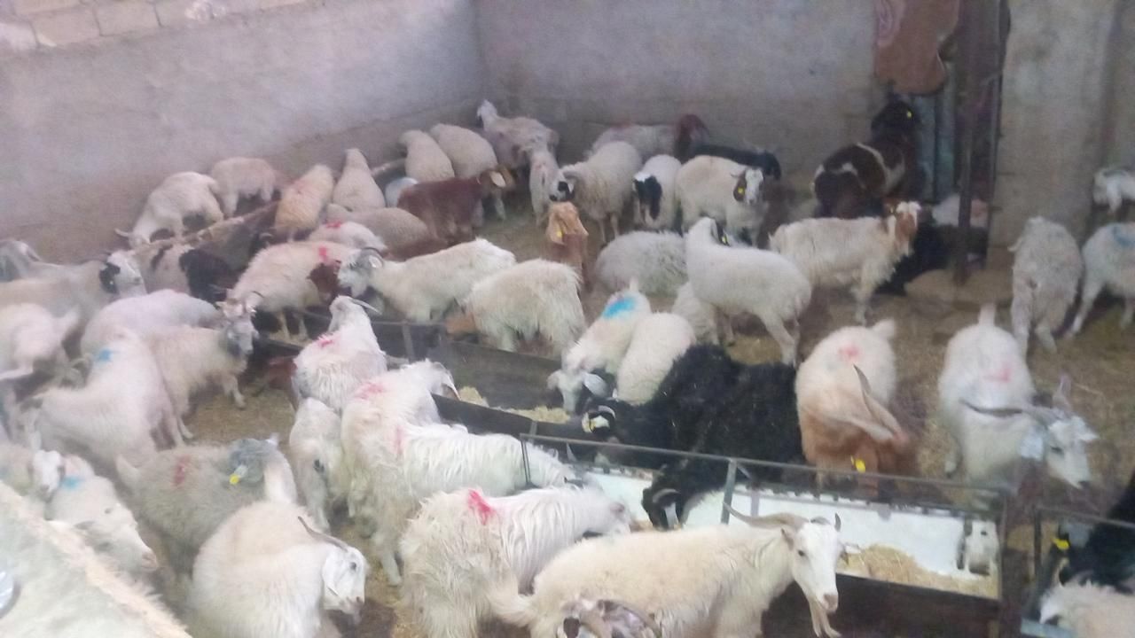 گوسفند زنده باقراباد|حیوانات مزرعه|کرمان, |دیوار