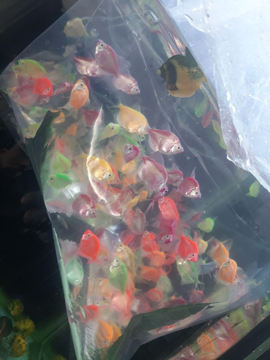 کالرویدو (گلوفیش)|ماهی|اصفهان, فجر|دیوار