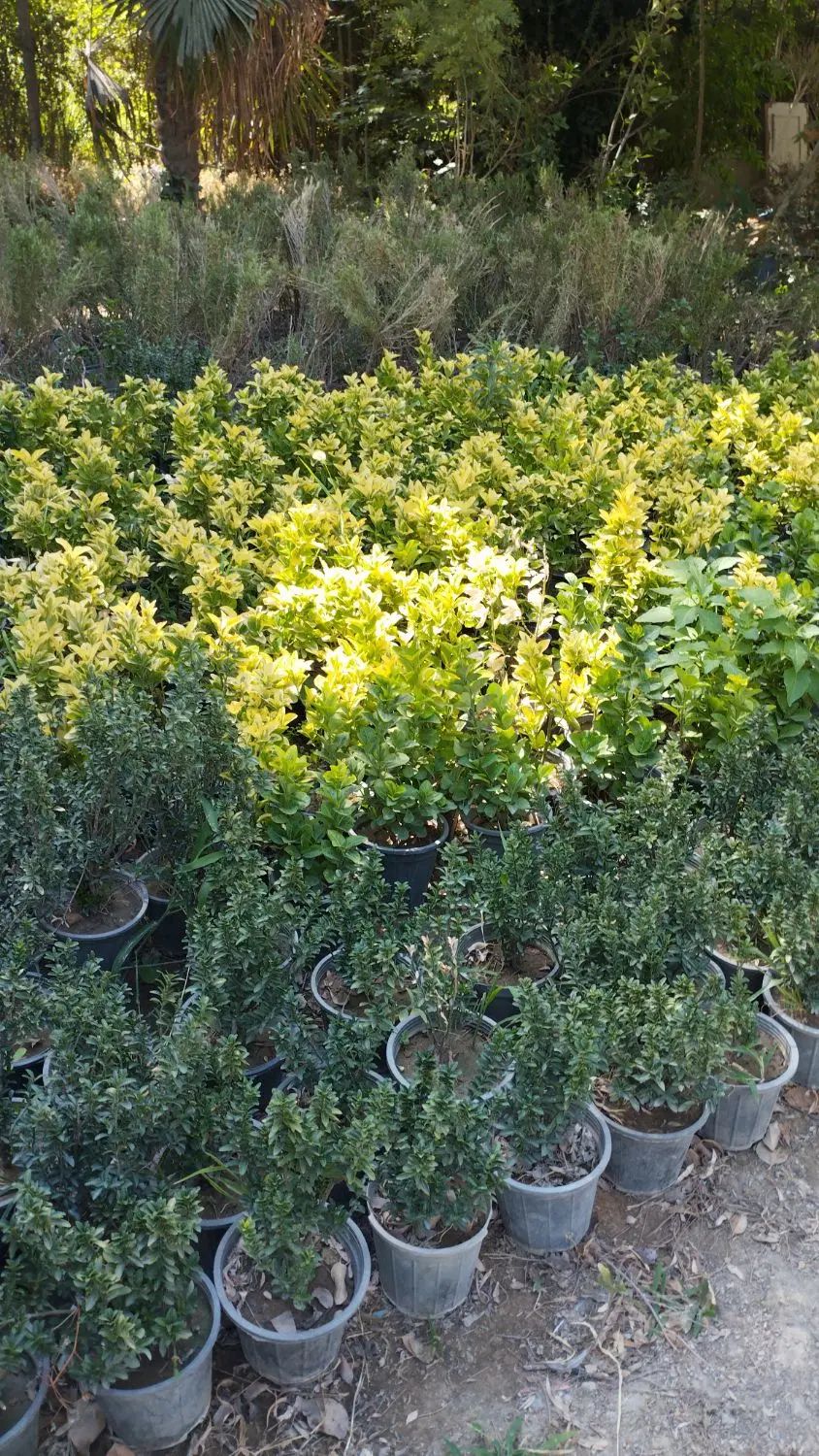 باغبانی .درخت کاری.کاشت واجرا . محوطه سازی.|خدمات باغبانی و درختکاری|کرج, باغ سیب|دیوار