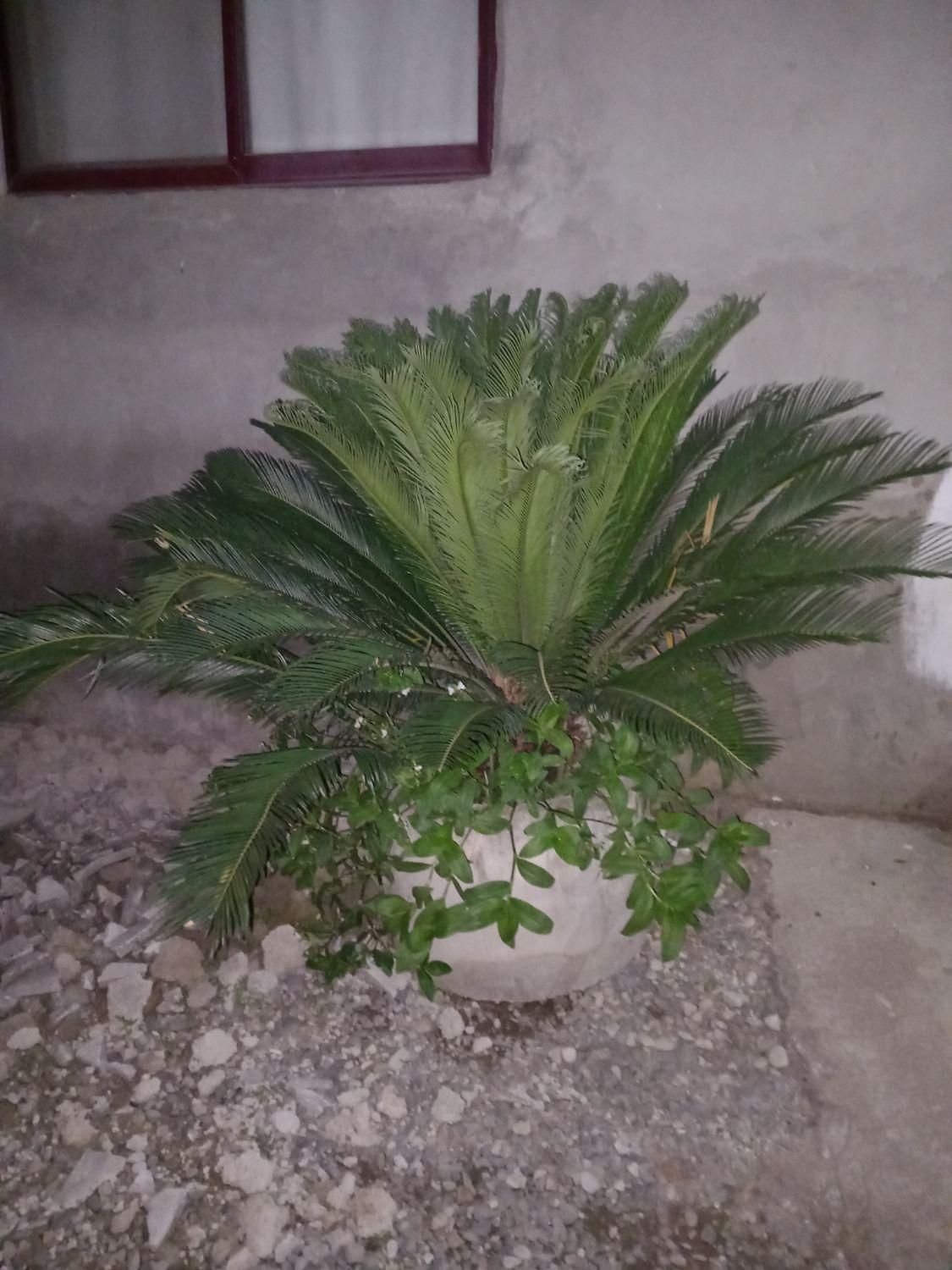 گل سیکاس|گل و گیاه طبیعی|بابل, |دیوار