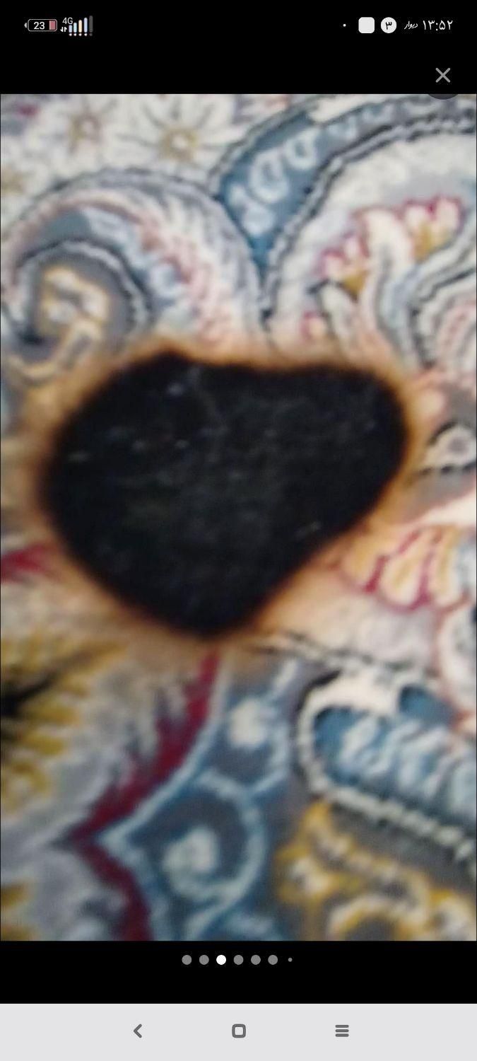 رفو فرش از سوختگی تا پوسیدگی|خدمات پیشه و مهارت|اندیمشک, |دیوار