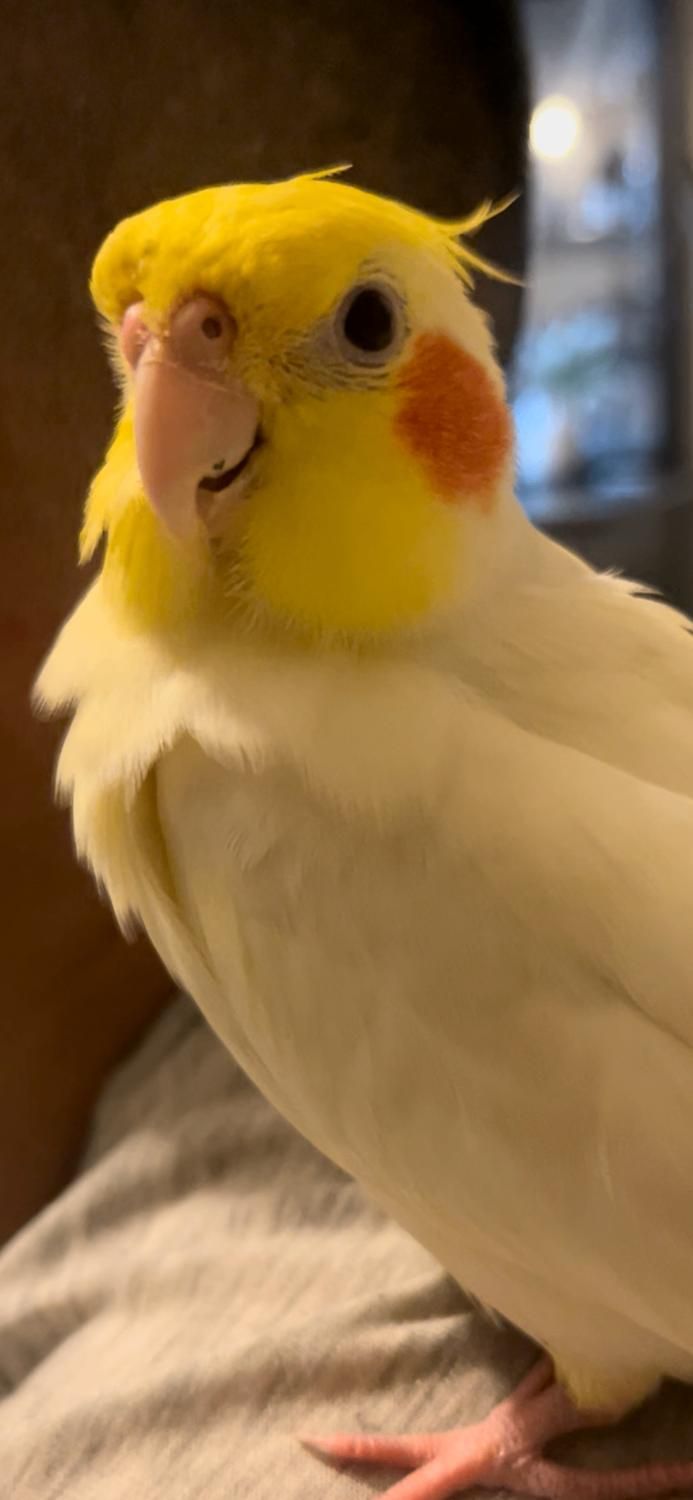 عروس هلندی گمشده (مژدگانی خوب برای یابنده)|حیوانات|تبریز, |دیوار