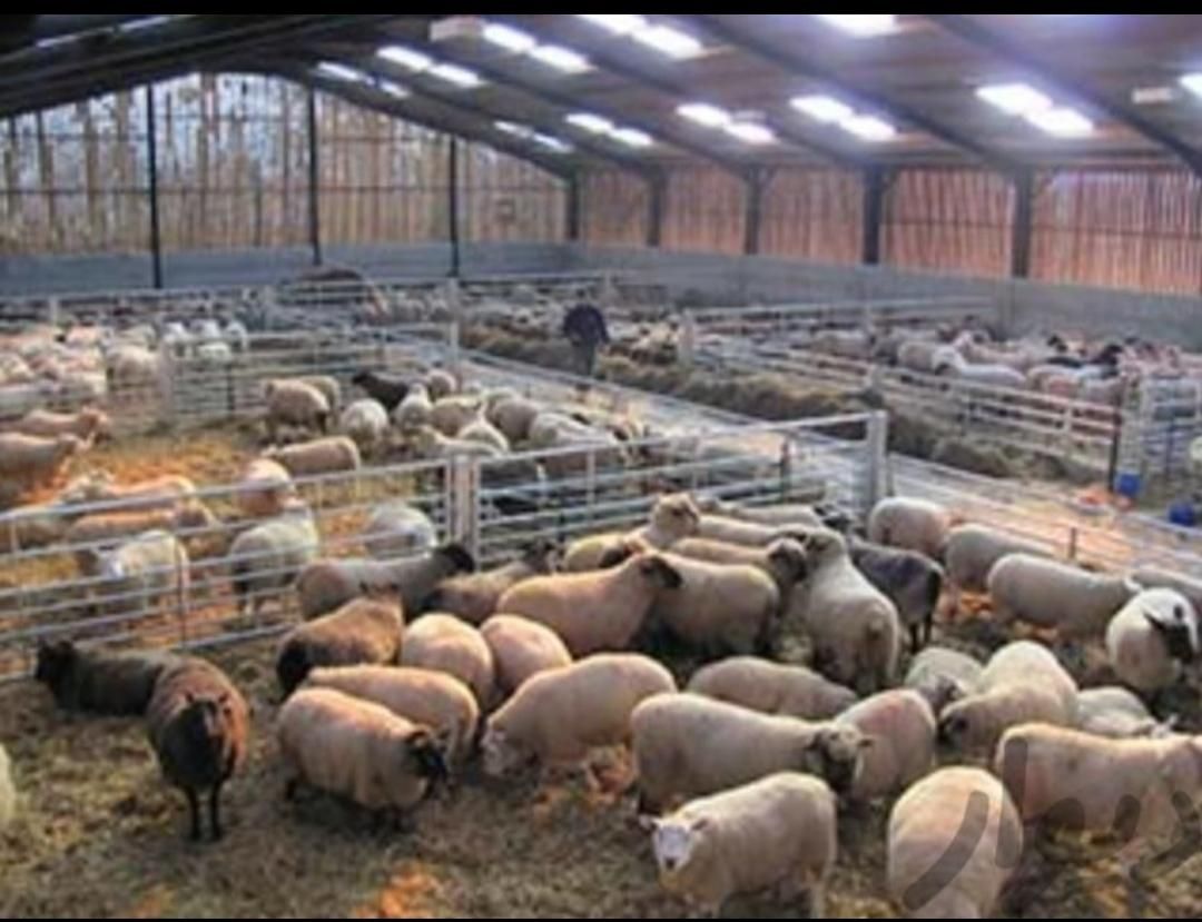 گوسفند قربانی قزوین بره نر میش جوان|حیوانات مزرعه|قزوین, |دیوار