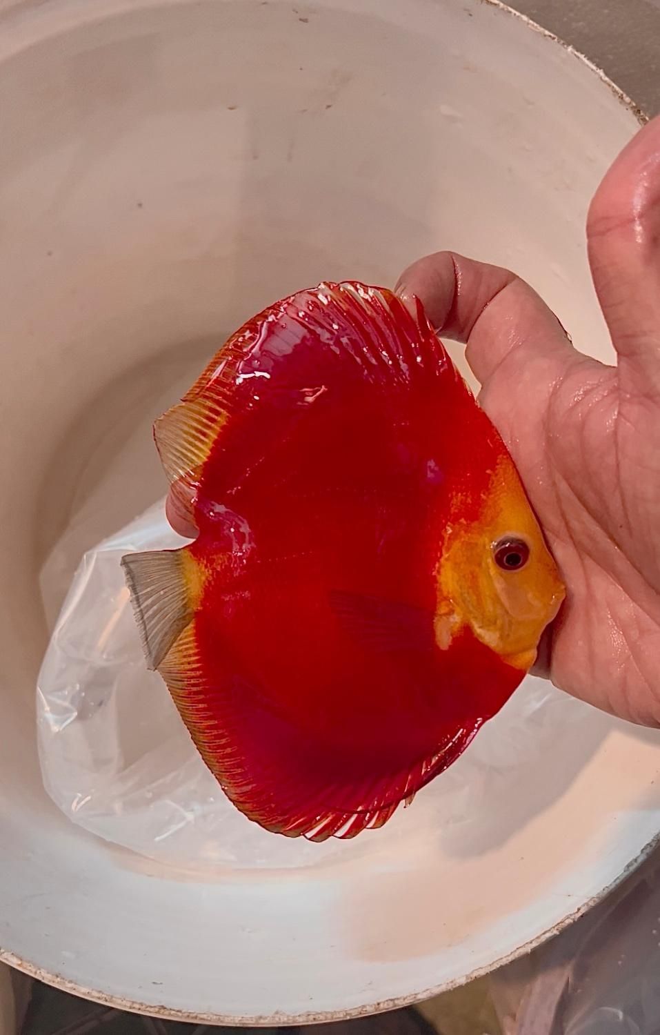 ماهی دیسکس با بیشترین تنوع نژادی در مشهد- فلاور|ماهی|مشهد, آزادشهر|دیوار