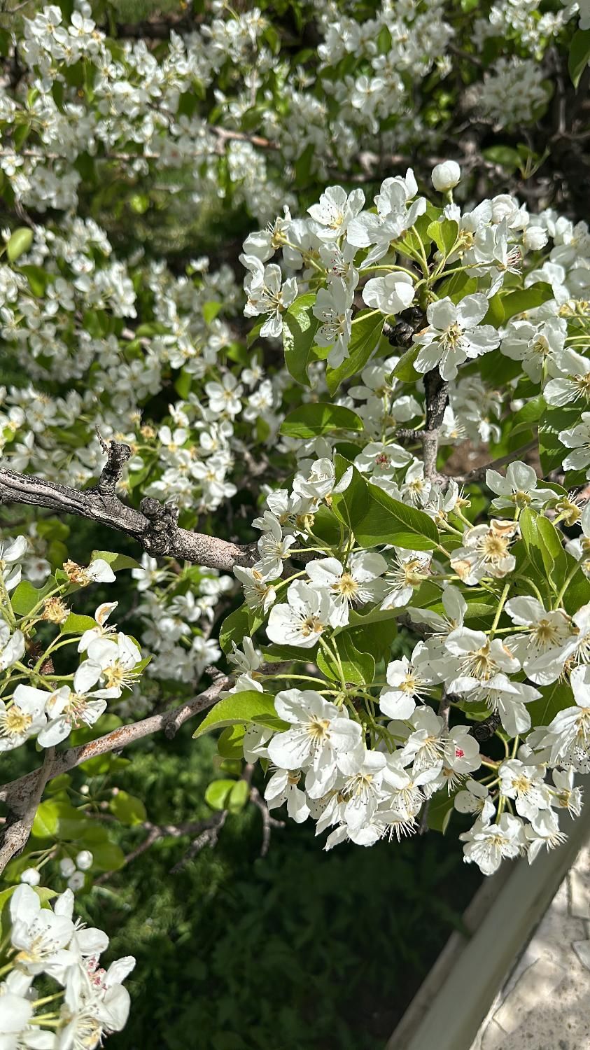 باغ ۷۹۰متر دماوند|فروش خانه و ویلا|دماوند, دماوند|دیوار