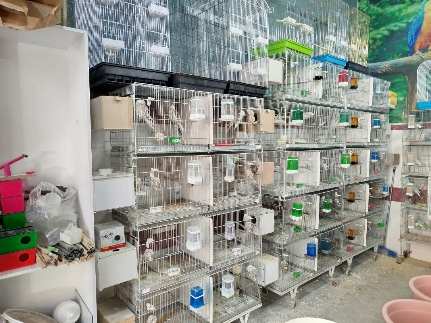 کاسکو راهب ملنگو گرینچیک عروس برزیلی مینا سهره|پرنده|همدان, |دیوار