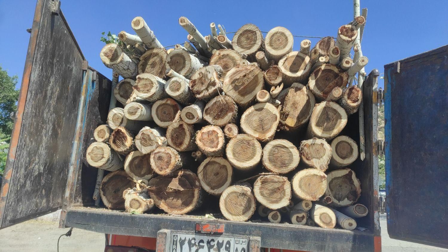 خرید و قطع درخت و چوب|خدمات باغبانی و درختکاری|کرمانشاه, |دیوار