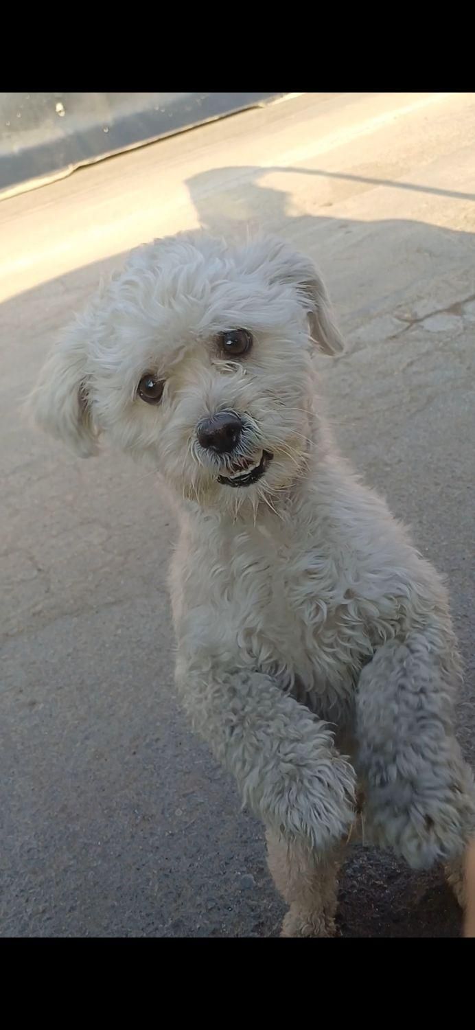 سگ گمشده|حیوانات|کهریزک, |دیوار