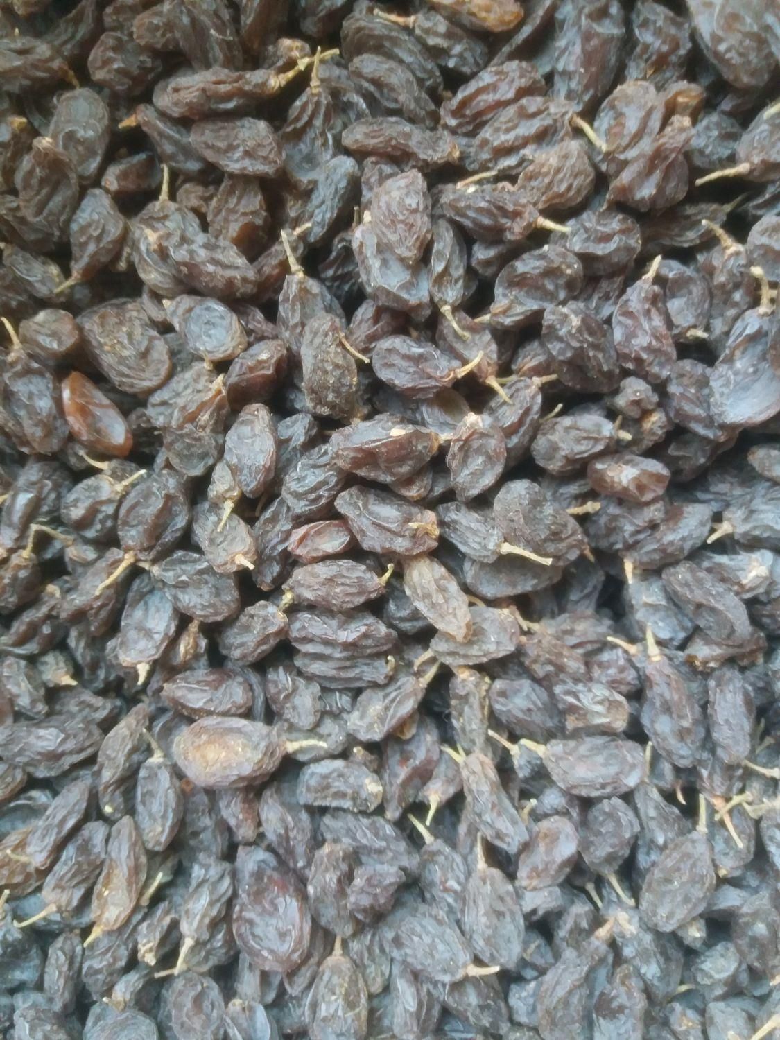 کشمش و مویز افتابی بیضا|خوردنی و آشامیدنی|بیضا, |دیوار