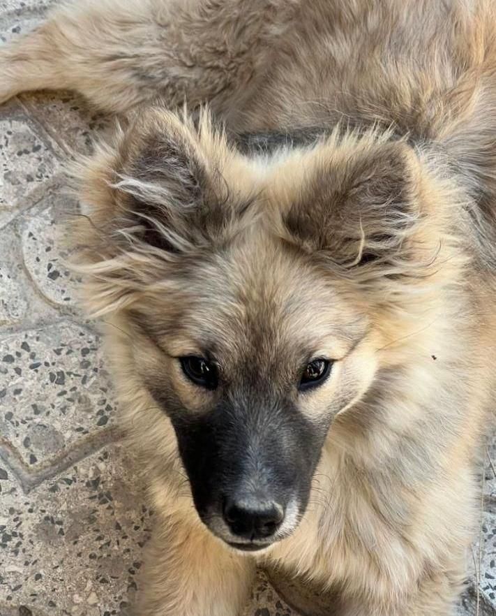 سگ اشپیتز نر|سگ|ارومیه, |دیوار