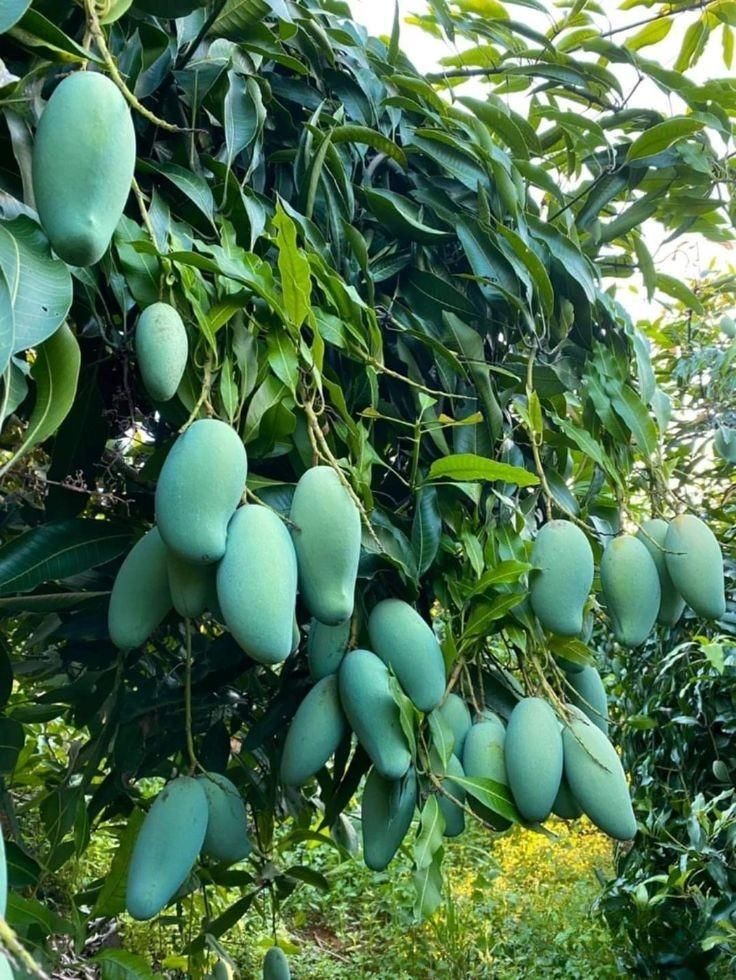 شابلون شمشیری قیسی هلو کیوی سیب|خدمات باغبانی و درختکاری|بیرجند, |دیوار