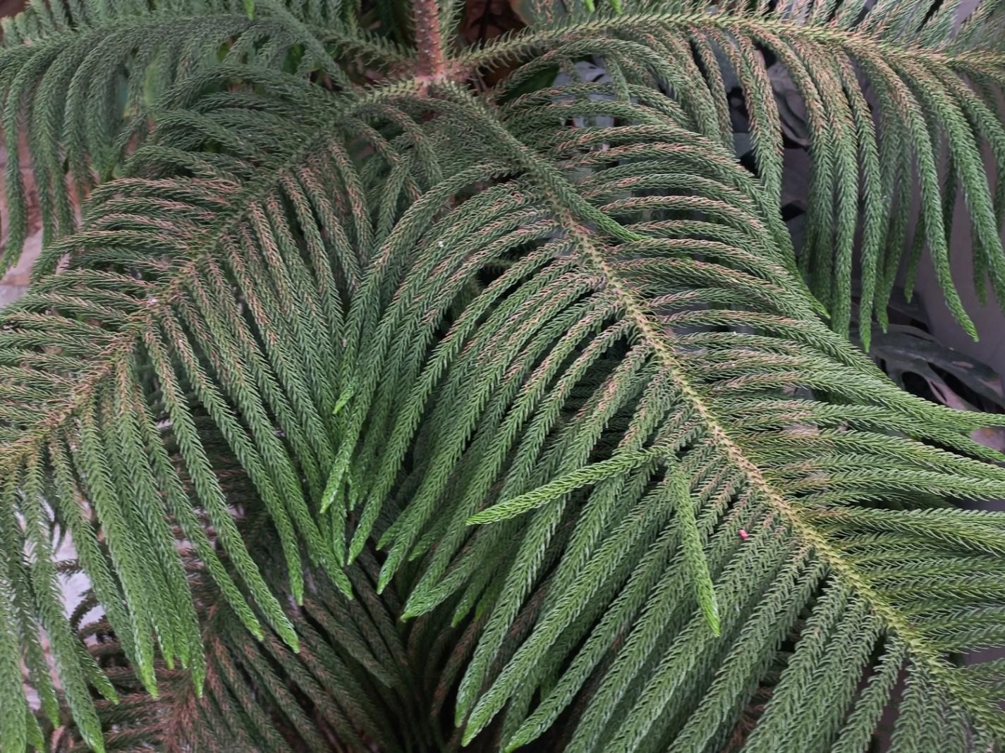 کاج مطبق سرحال|گل و گیاه طبیعی|رشت, آب و برق|دیوار