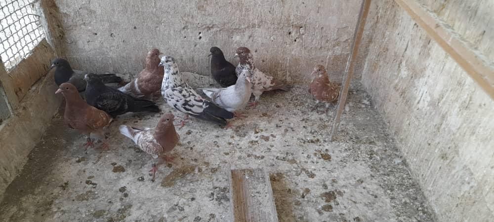 ۲۰جفت جوجه ریز خوب|پرنده|تهران, عبدالله‌آباد|دیوار