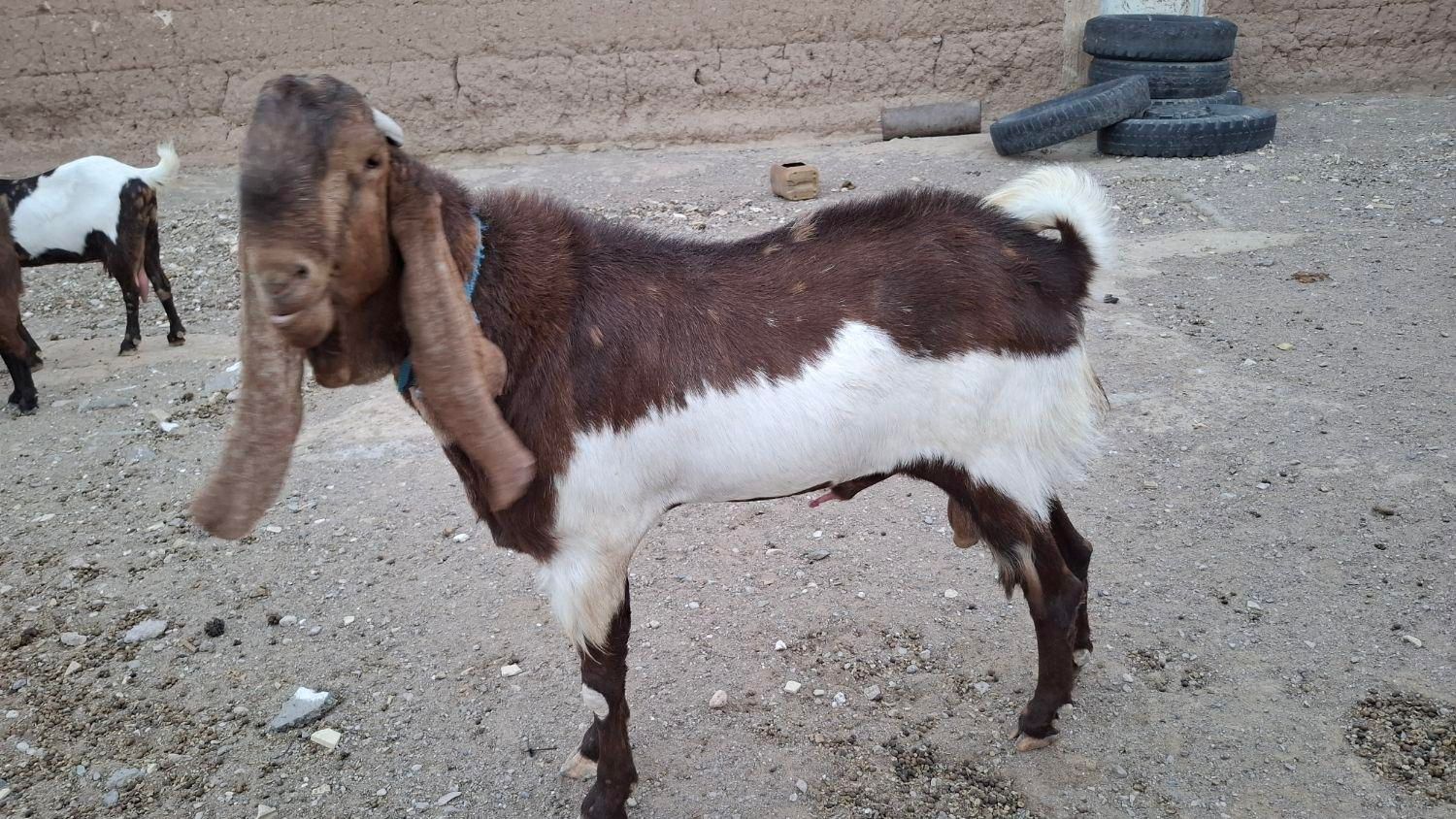 تکه گلابی گوش بلند|حیوانات مزرعه|خواف, |دیوار