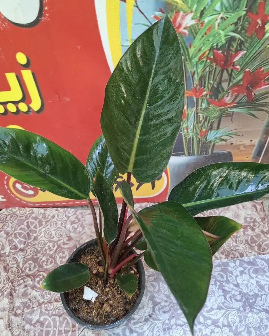 گل گُشَسْب بار جدید رسید به توضیحات مراجعه کنید|گل و گیاه طبیعی|اصفهان, باغ فدک|دیوار